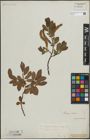Foto von Salix lapponum L. x Salix silesiaca Willd.